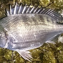 橋立　早朝チェック